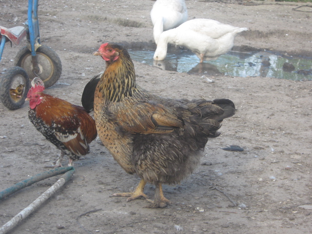 Фото 4. Домашние инкубационные яйца мясо-яичных курей