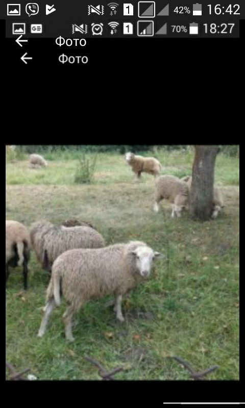 Фото 2. Продам барани овечки 7мес
