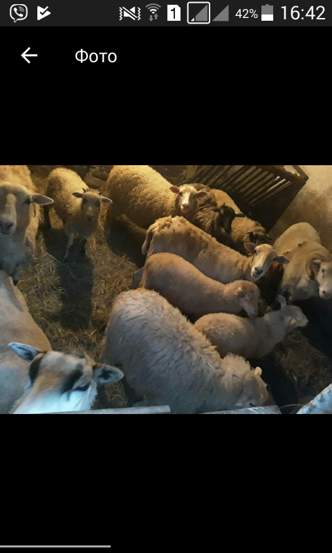 Фото 3. Продам барани овечки 7мес
