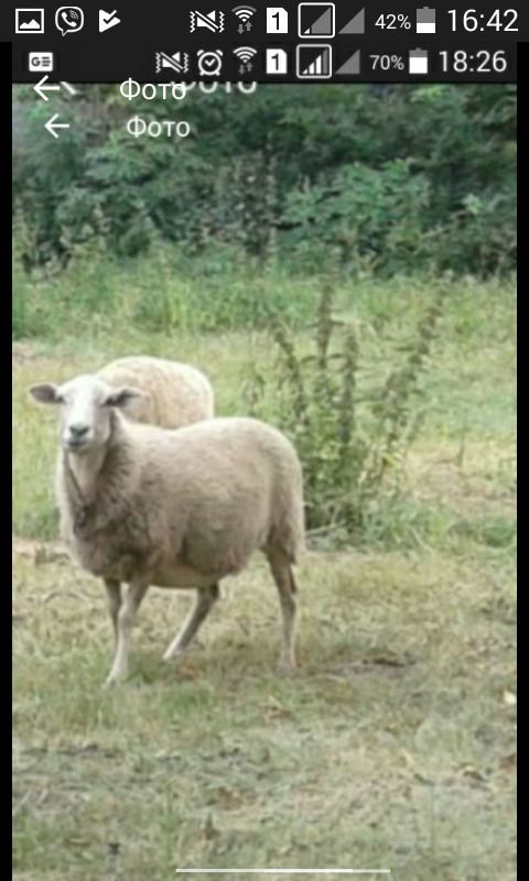Фото 4. Продам барани овечки 7мес