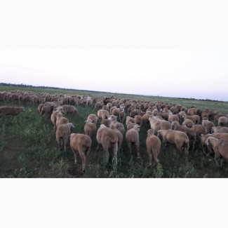 Срочно продам стадо овец Меренос-Асканийский 250 голов