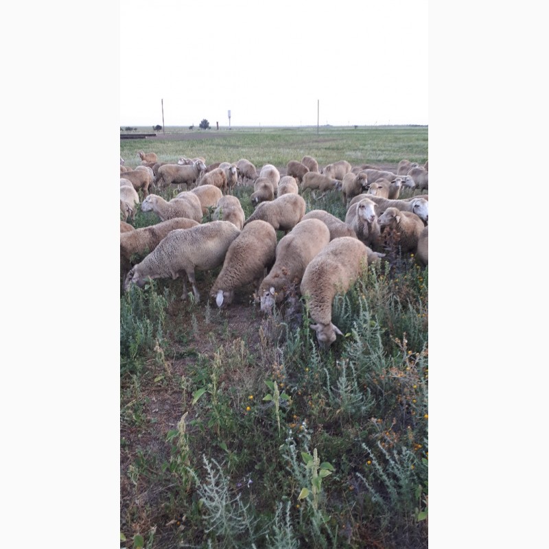 Фото 2. Срочно продам стадо овец Меренос-Асканийский 250 голов