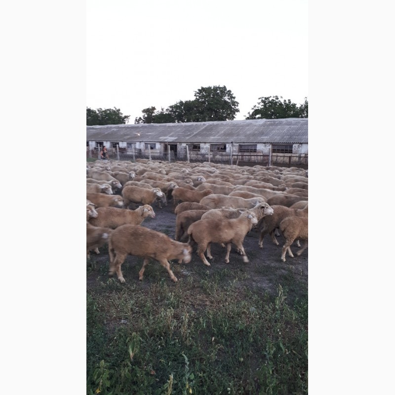 Фото 3. Срочно продам стадо овец Меренос-Асканийский 250 голов