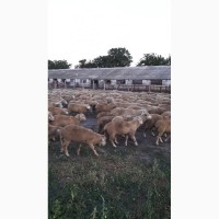 Срочно продам стадо овец Меренос-Асканийский 250 голов