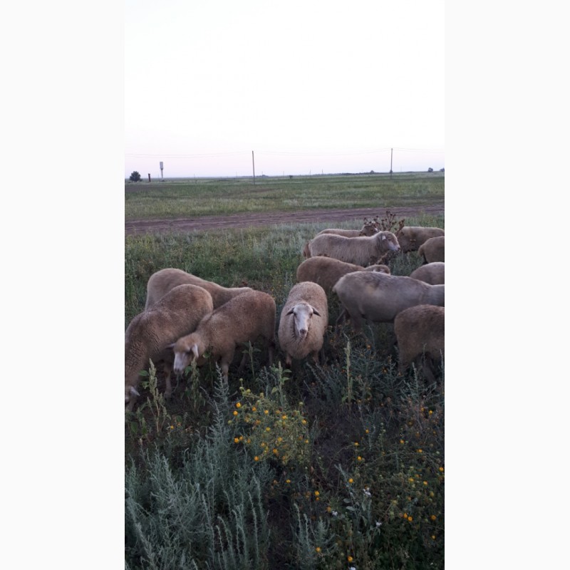 Фото 5. Срочно продам стадо овец Меренос-Асканийский 250 голов