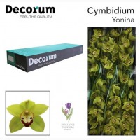 Orchid Cymbidium, Орхидея, ОПТ, Киев, Украина, Голландия