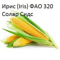 Семена кукурузы Ален, Элисон, Ирис Солар Сидс
