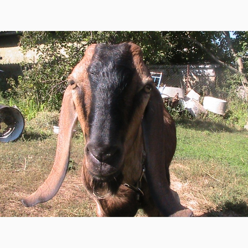 Фото 5. Продам Англо Нубійського козла! Вязка 500 грн