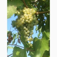 Продам винный белый виноград Шардоне, Совиньон блан.Возможна доставка Одесса и Украина