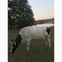 Продам корову спокійної породи, 4.5 років, було 3 теляти