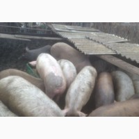 Продам свиней живым весом оптом
