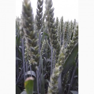 Семена озимой пшеницы КВС Джерси - 1реп. (280-305 дней)