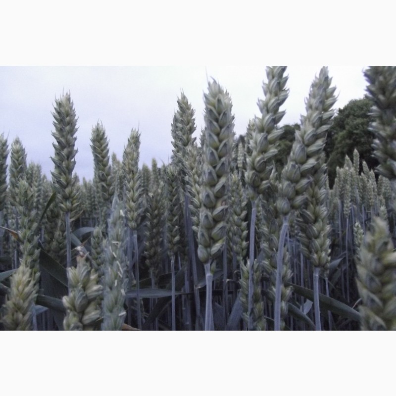 Фото 2. Семена озимой пшеницы КВС Джерси - 1реп. (280-305 дней)