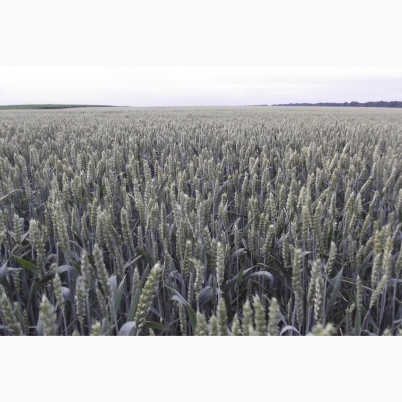 Фото 3. Семена озимой пшеницы КВС Джерси - 1реп. (280-305 дней)