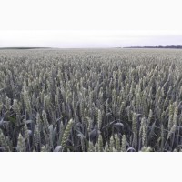 Семена озимой пшеницы КВС Джерси - 1реп. (280-305 дней)
