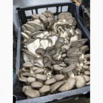 Продам грибы Вешенки