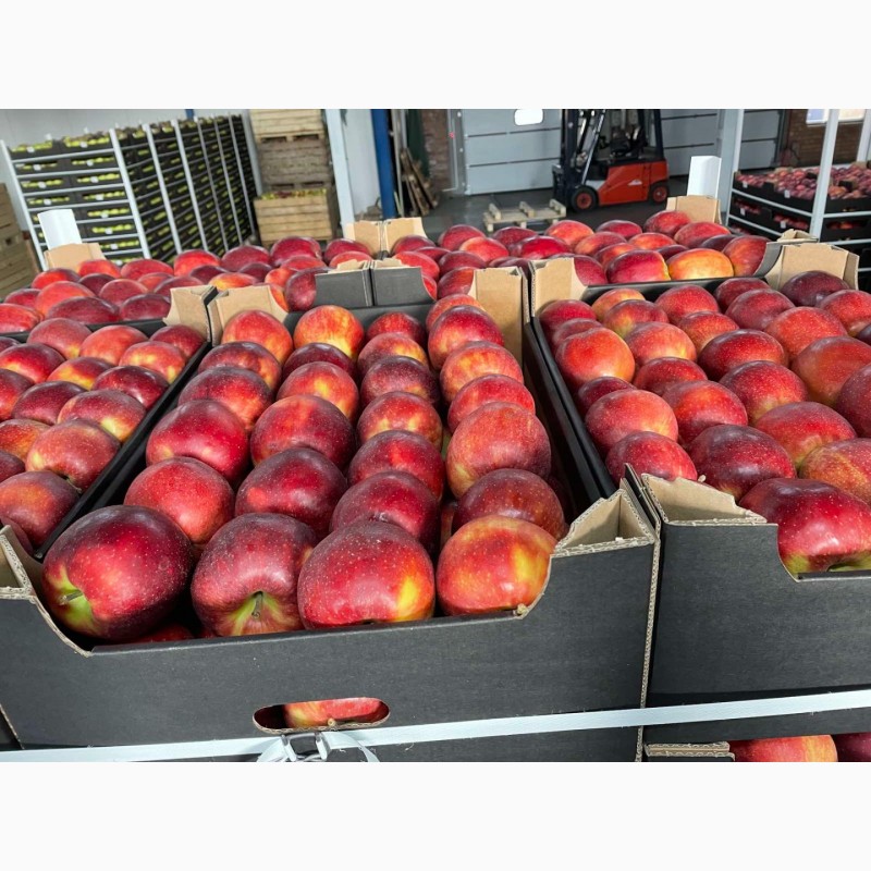 Фото 7. Продам яблоки несколько сортов с хранилищя. От производителя