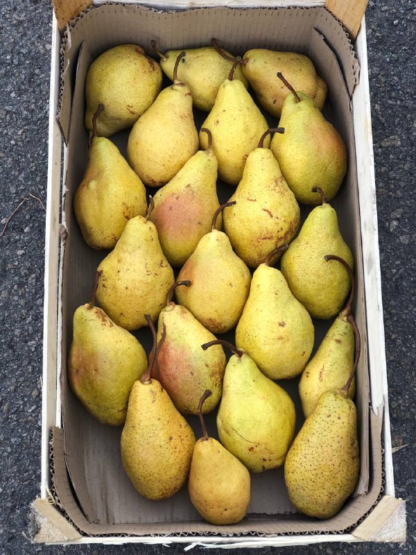 Продам груші з свого саду - сорту Ноябрьська
