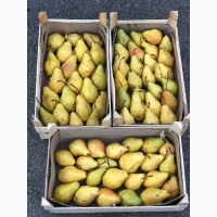 Продам груші з свого саду - сорту Ноябрьська