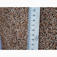 Пшеница 2 -3 кл 1000 тонн, продажа Харьковская обл
