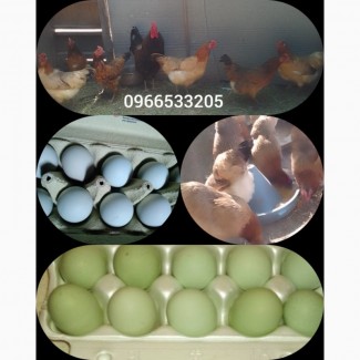 Продам інкубаційні яйця курей породи Синь синь дянь