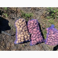 Продам картоплю. Сорт Рівєра, Арізона, Еволюшен