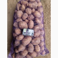 Продам посадкову картоплю білого сорту Ривьера, з піска у роздріб