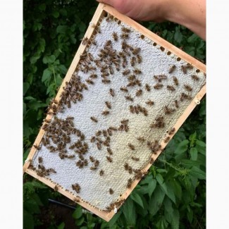 Продам пчелиные отводки