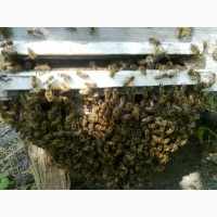 Продам пчелиные отводки