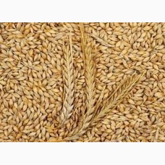 Куплю пшеницю фураж