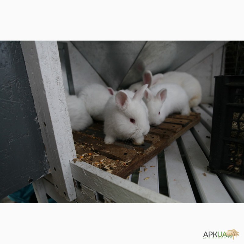 Фото 4. Кролики на продажу мясных пород: Новозеландська Біла, Строкач