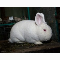 Кролики на продажу мясных пород: Новозеландська Біла, Строкач