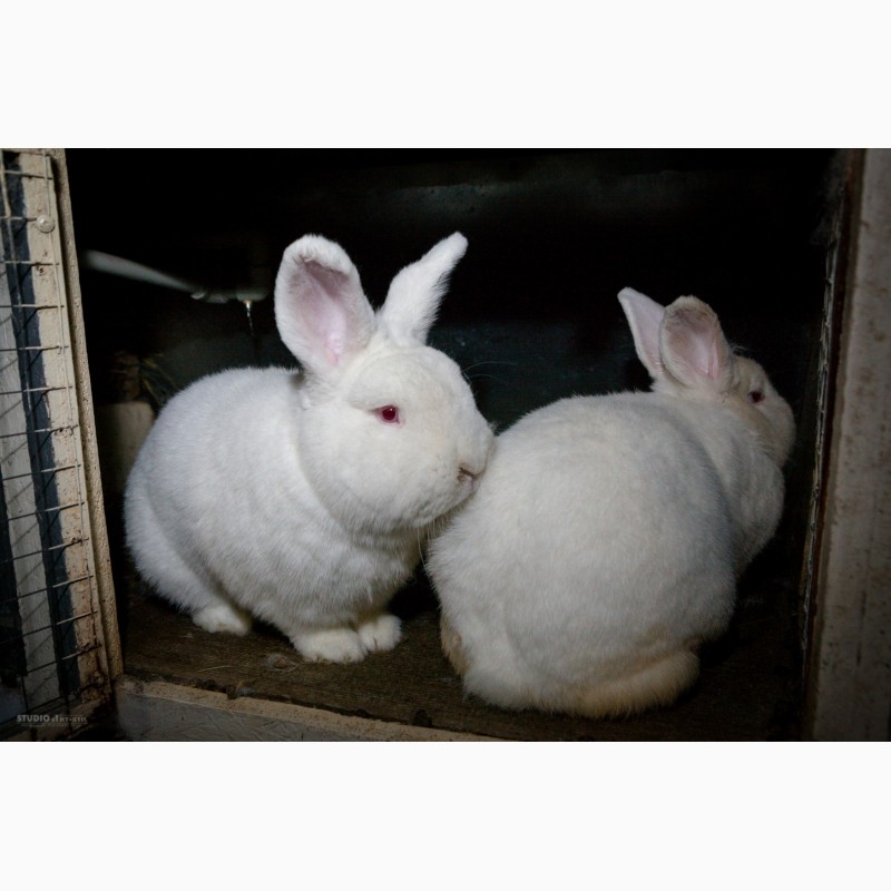 Фото 5. Кролики на продажу мясных пород: Новозеландська Біла, Строкач