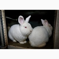 Предлагаются вниманию кролики на продажу мясных пород