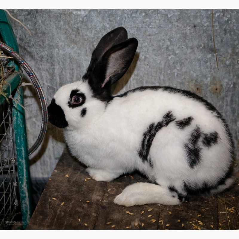 Фото 7. Кролики на продажу мясных пород: Новозеландська Біла, Строкач