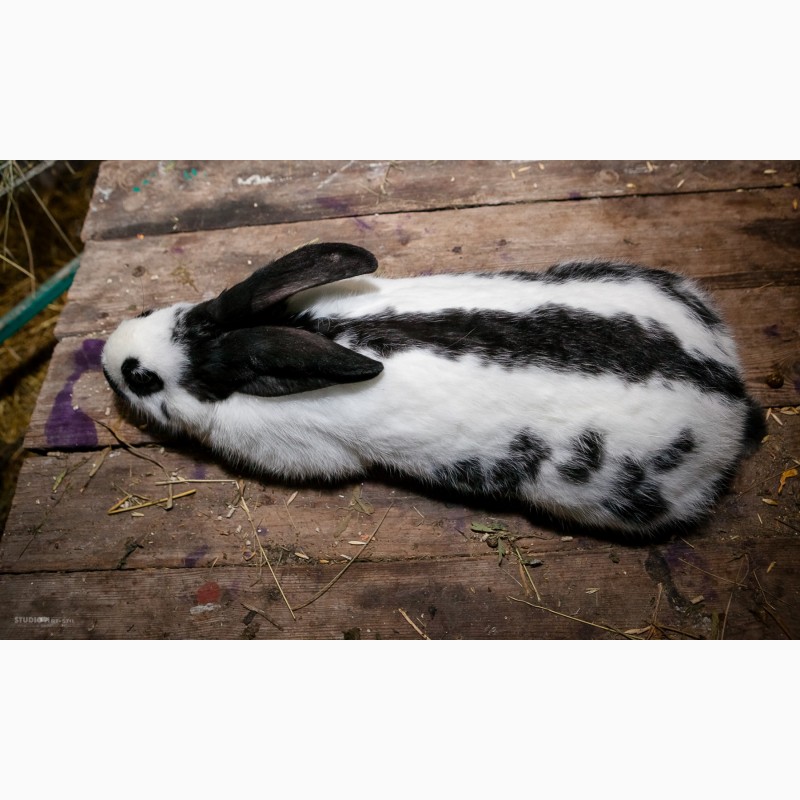 Фото 8. Кролики на продажу мясных пород: Новозеландська Біла, Строкач