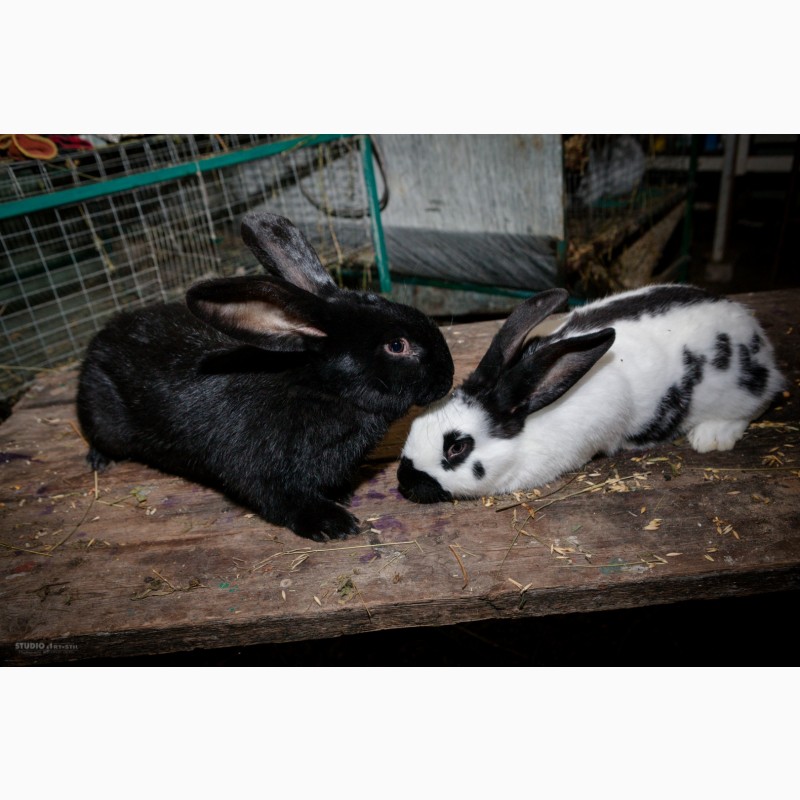 Фото 9. Кролики на продажу мясных пород: Новозеландська Біла, Строкач