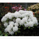 Рододендрон Rhododendron