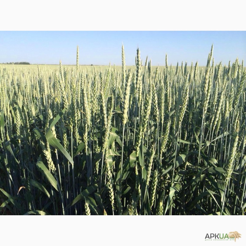 Фото 2. Продам посевной материал канадской пшеницы TESLA. ЦЕНА СНИЖЕНА