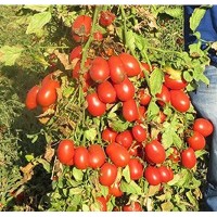 Продам помидор оптом с поля. Сорта Дино, Анлёнка. Херсонская область, Голопристанский рн