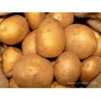 Продам семенной картофель оптом
