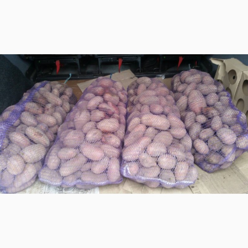 Фото 2. Продам семенной картофель Ривьера, Гренада, Словянка, и другие урожайные сорта