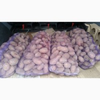 Продам семенной картофель Ривьера, Гренада, Словянка, и другие урожайные сорта