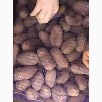 Продам семенной картофель Ривьера, Гренада, Словянка, и другие урожайные сорта