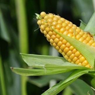 Семена кукурузы Моника ФАО 350 (Маис)