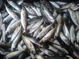 Фото 2. Продам морскую рыбу оптом по хорошей цене (Добытчик)