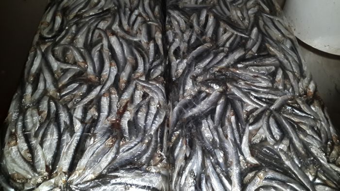 Фото 3. Продам морскую рыбу оптом по хорошей цене (Добытчик)