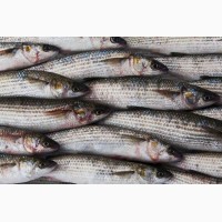 Продам морскую рыбу оптом по хорошей цене (Добытчик)