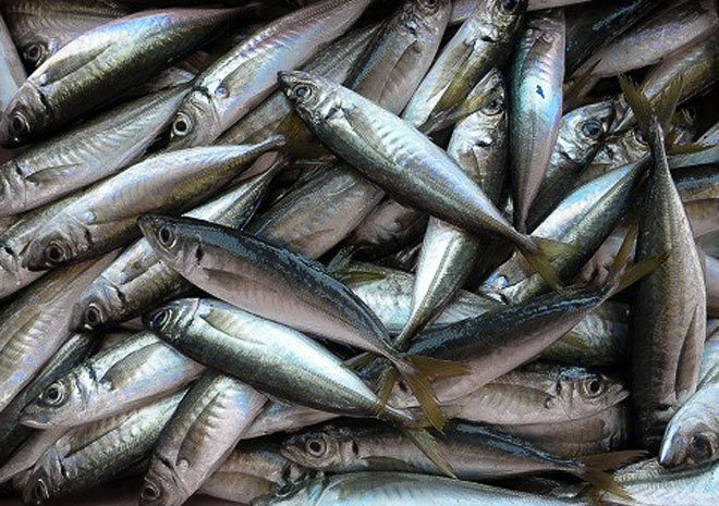 Фото 8. Продам морскую рыбу оптом по хорошей цене (Добытчик)