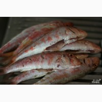 Продам морскую рыбу оптом по хорошей цене (Добытчик)